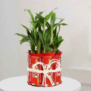 Lucky Bamboo With Kit Kat Chocolate